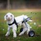 Frostie takes first steps with tiny wheelchair