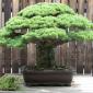 400 year-old bonsai