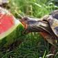 Watermelon Om Nom Nom