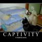 Captivity It Could Be Worse