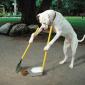 Dog Cleans Up His Own Poop