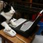 Feline Receptionist